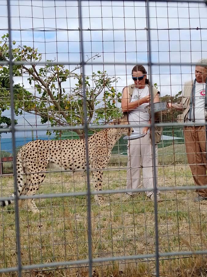 Cape Town: CHEETAH ENCOUNTER/WINE TESTING EXPERIENCE/LUNCH - Lunch in the Winelands: What’s Included, What’s Not, and Where to Go