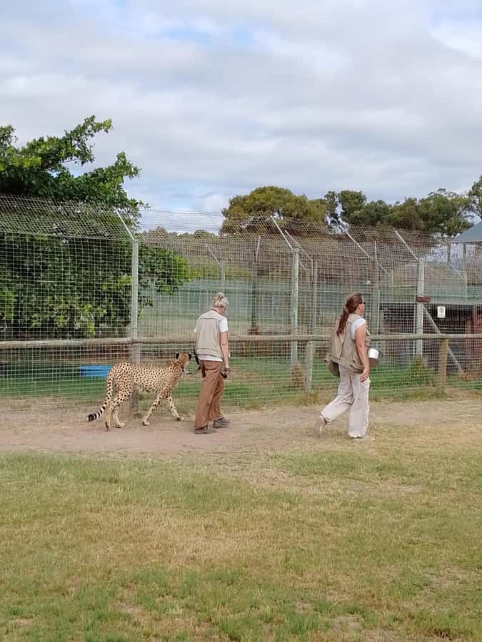 Cape Town: CHEETAH ENCOUNTER/WINE TESTING EXPERIENCE/LUNCH - Price and Logistics: Getting Value Out of $112 Per Person