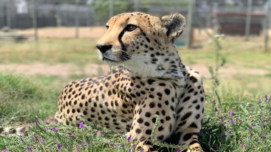 Cape Town: Cheetah Outreach and Winelands Day Tour - Should You Book Cape Town Cheetah Outreach and Winelands Day Tour?