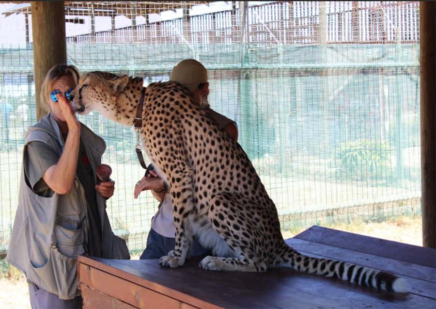 Cape Town: Cheetah Outreach and Winelands Day Tour - Entering The Day: Private Cape Town Pickup and a Tight, Practical Schedule