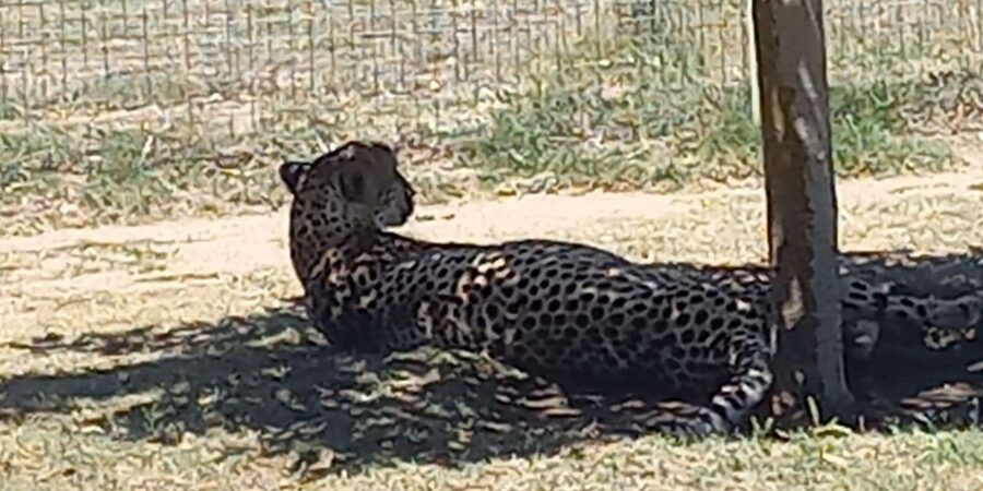 Cape Town: Cheetah Outreach and Winelands Day Tour - Spier Wine Farm and the Two-Winery Plan: Optional Tastings, Real Choice