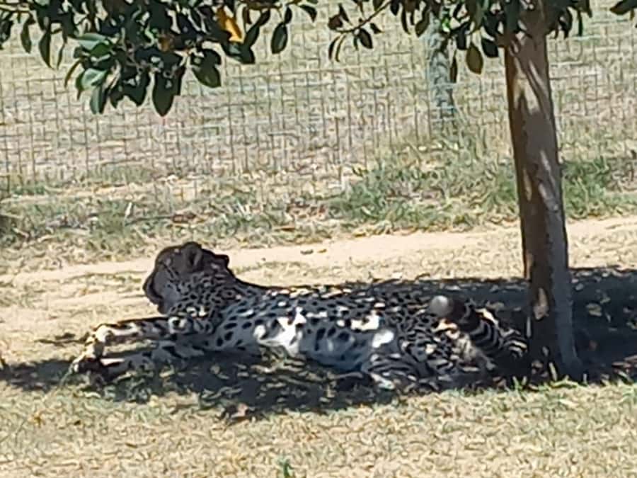 Cape Town: Cheetah Outreach and Winelands Day Tour - Back Toward Cape Town: The Short Guided Finish That Helps It All Connect
