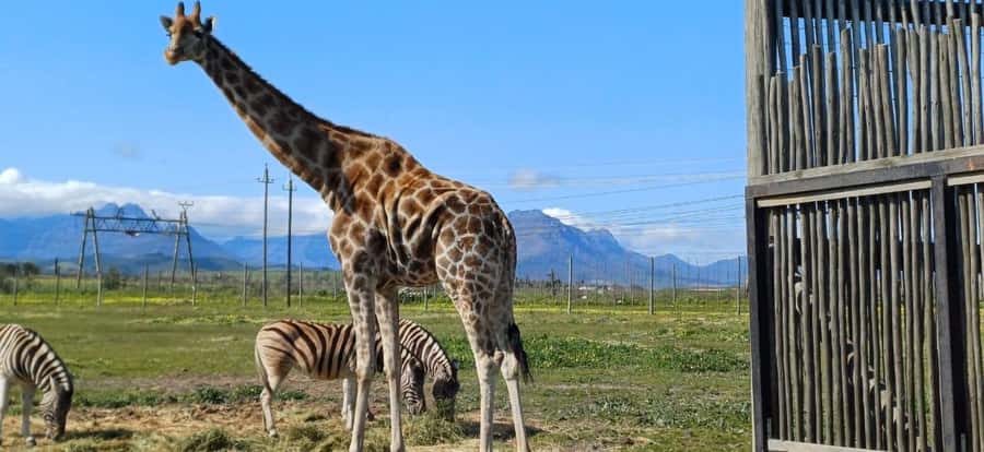 Cape Town: Cheetah Outreach, Giraffe Encounter & Wine Tour - Stellenbosch wine tasting: how the schedule really plays out