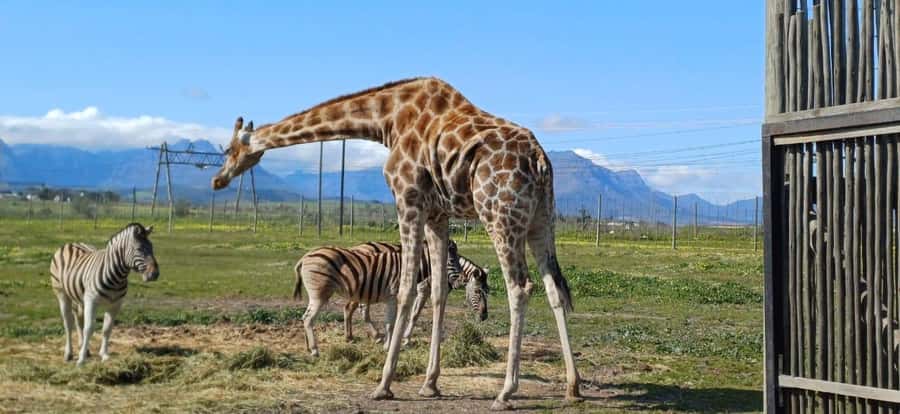 Cape Town: Cheetah Outreach, Giraffe Encounter & Wine Tour - Timing, comfort, and the small rules that affect your day