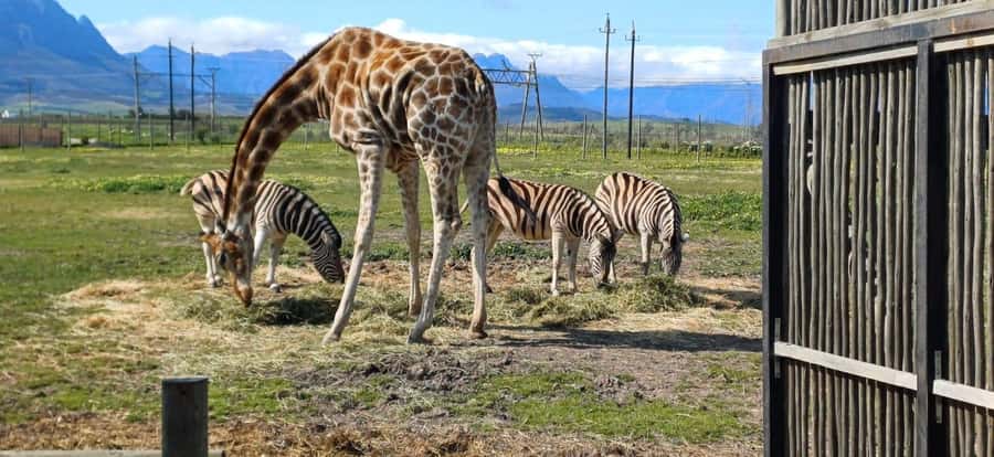 Cape Town: Cheetah Outreach, Giraffe Encounter & Wine Tour - Should you book this tour?