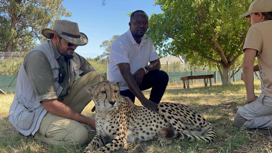 Cape Town: Cheetah Outreach, Giraffe Encounter & Wine Tour - Cheetah Outreach: conservation education that matters
