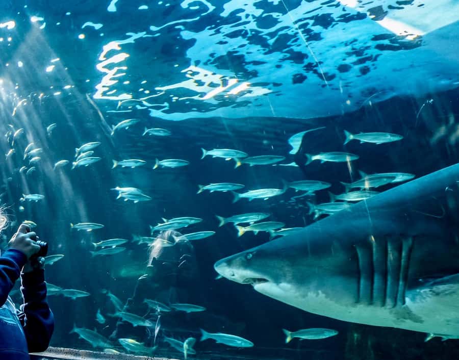 Cape Town City Pass: Save Over 50% on 80+ Top Attractions - Getting Oriented With the Hop-On Hop-Off Bus (and Why It Still Needs Planning)