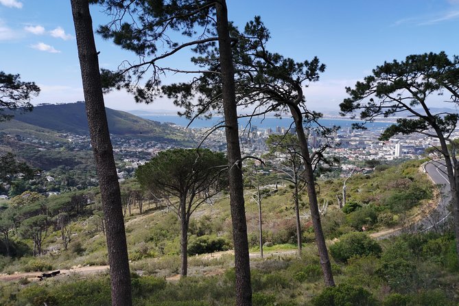 Cape Town City Tour including Lion's head with Wi-Fi on board. - Comfort, Group Size, and How to Make the Schedule Feel Easier