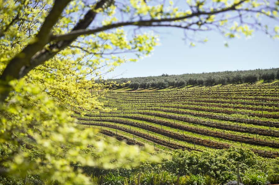 Cape Town: Constantia Half-Day Wine Tour & Tastings - Cellar tour and tasting: how to get more from every sip