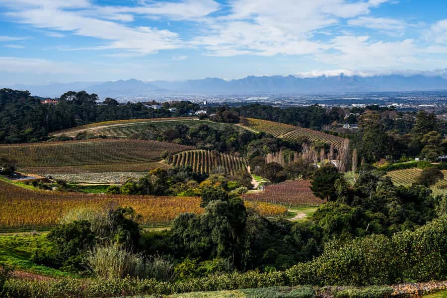 Cape Town: Constantia Half-Day Wine Tour & Tastings - Pacing and timing: fitting Constantia into a half-day without stress