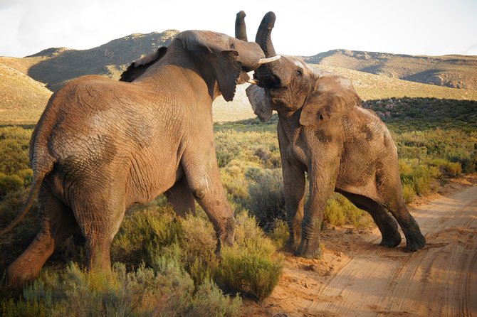 Cape Town Day Safari - Key highlights at a glance