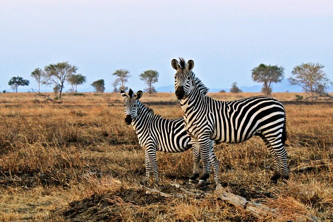Cape Town Day Safari - Guide storytelling that changes the game-drive experience