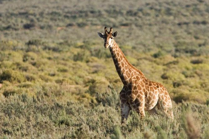 Cape Town Day Safari - The open-vehicle game drive: where your photos and patience meet