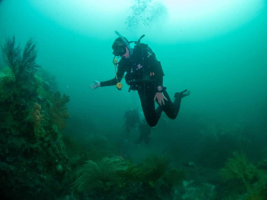 Cape Town: Discover Scuba Diving - 1 day experience - Weather and timing: the one variable you can’t ignore