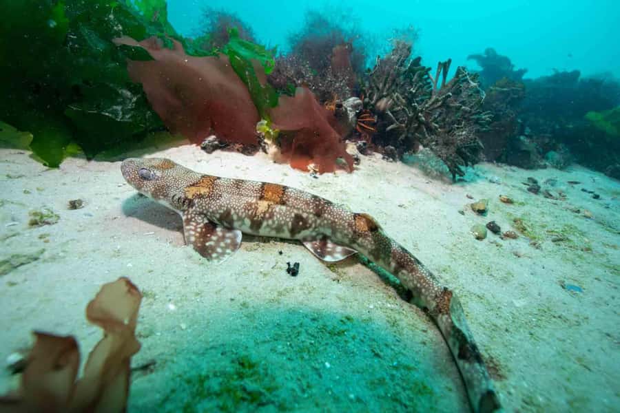 Cape Town: Discover Scuba Diving - 1 day experience - How long you’ll be in the water (and what “beginner pace” feels like)