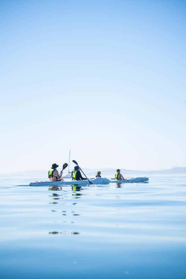 Cape Town: Dolphin & Ocean Wildlife Kayaking Adventure ⚓️ - What you can realistically see: dolphins, penguins, seals, and more
