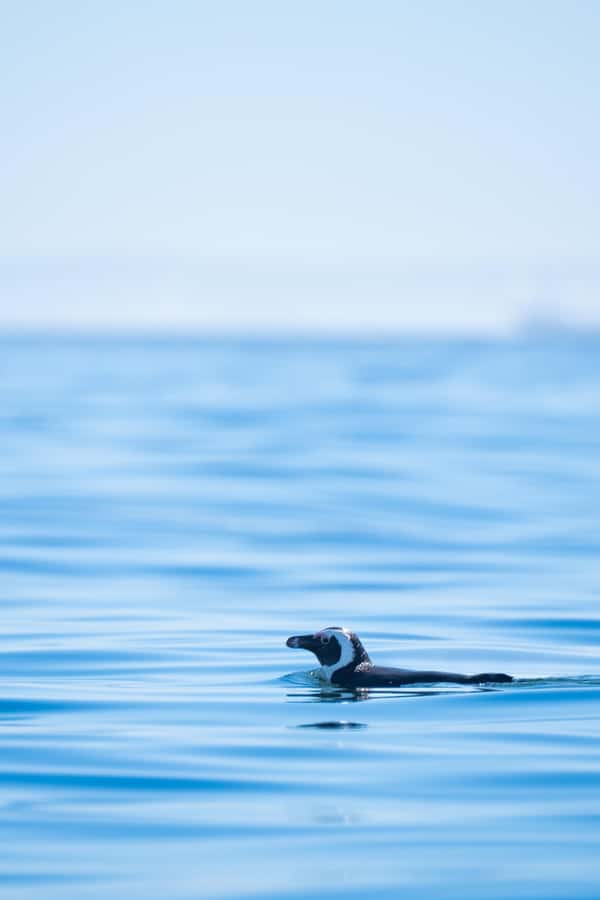 Cape Town: Dolphin & Ocean Wildlife Kayaking Adventure ⚓️ - Who should book this kayaking adventure?