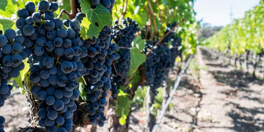 Cape Town: Franschhoek and Wine Tram Tour - A winelands day that mixes tasting, choice, and town time