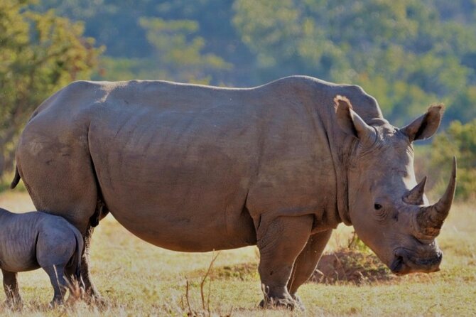 Cape Town Full Day Aquila reserve safari - What makes it worth it, door-to-door and built for the drive
