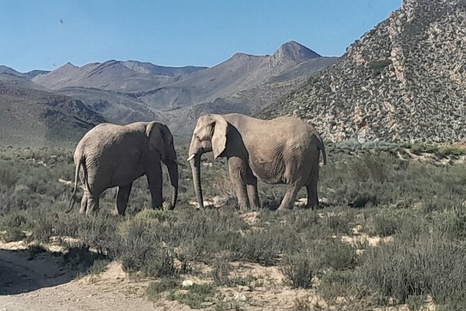 Cape Town Full Day Aquila reserve safari - Quick hits before you go