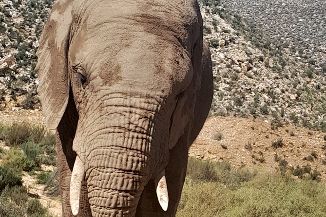 Cape Town Full Day Aquila reserve safari - Worcester and the Ceres area stop, small break with big payoff