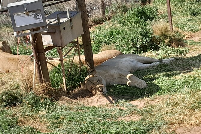Cape Town Full Day Aquila reserve safari - Klein Karoo Ostrich Emporium in the semi-desert Klein Karoo
