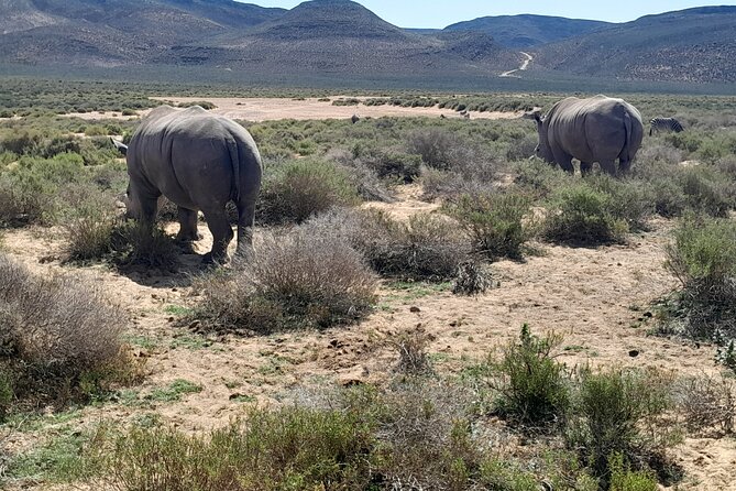 Cape Town Full Day Aquila reserve safari - The Big Five drive, what to watch for during your 3 hours