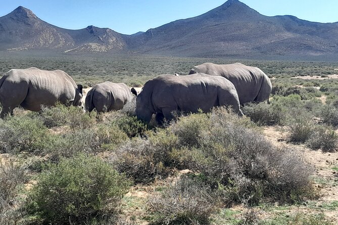 Cape Town Full Day Aquila reserve safari - Lunch and WiFi on the road, the comfort piece you don’t notice until you need it
