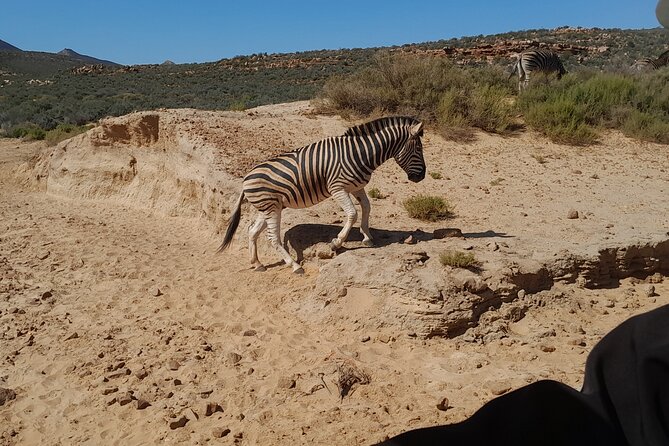 Cape Town Full Day Aquila reserve safari - The return to Cape Town, relaxed drive after the big sights