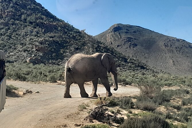 Cape Town Full Day Aquila reserve safari - How the day starts in Cape Town Central (and why it matters)