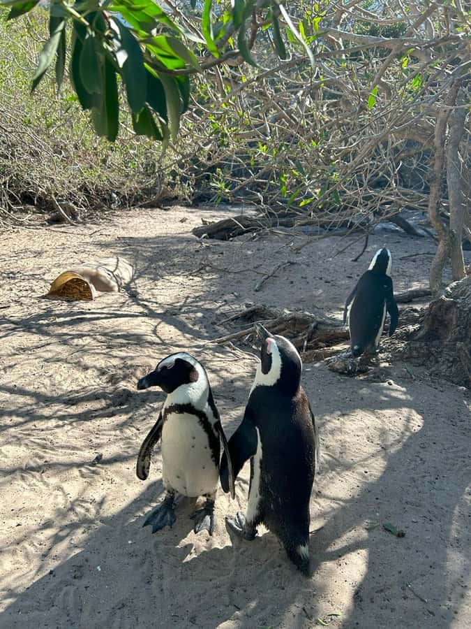 Cape Town: Full Day Cape of Good Hope with Penguins Tour - Boulders Beach penguins: what 40 minutes feels like on the ground