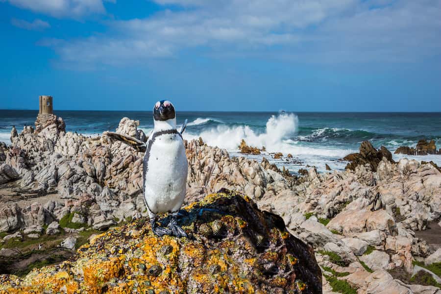 Cape Town: Full-Day Cape Peninsula and Penguins Tour - Key moments worth planning around