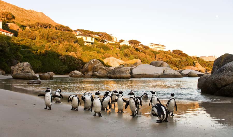 Cape Town: Full-Day Cape Peninsula and Penguins Tour - From Sea Point to Maiden’s Cove: coast views on the way