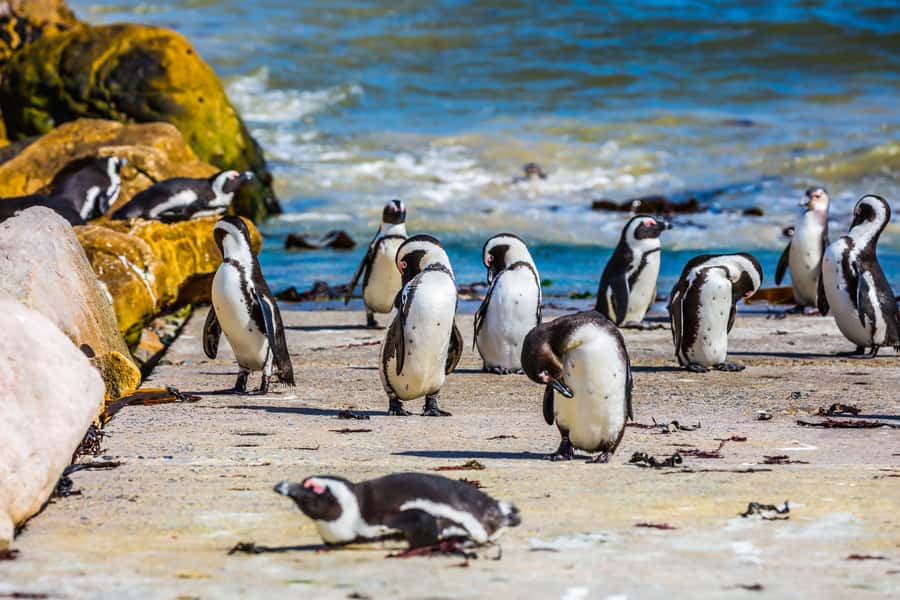 Cape Town: Full-Day Cape Peninsula and Penguins Tour - Bo-Kaap on foot: color, cobblestones, and street-level culture