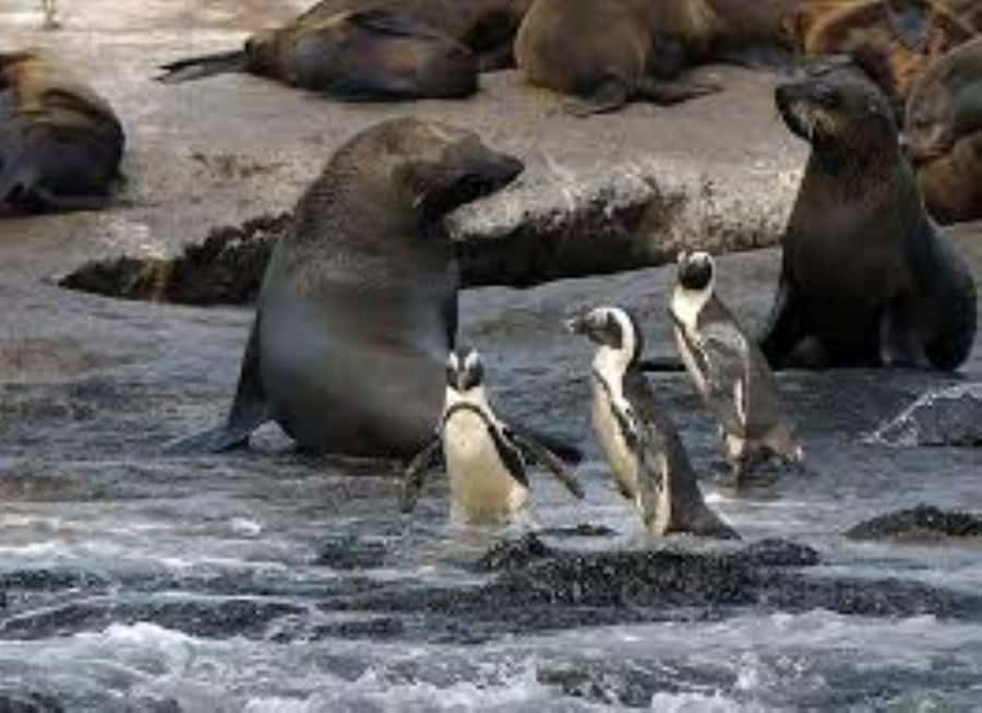 Cape Town: Full-Day Cape Peninsula Tour & Penguin Beach - Bo-Kaap, City Orientation, and Signal Hill Views