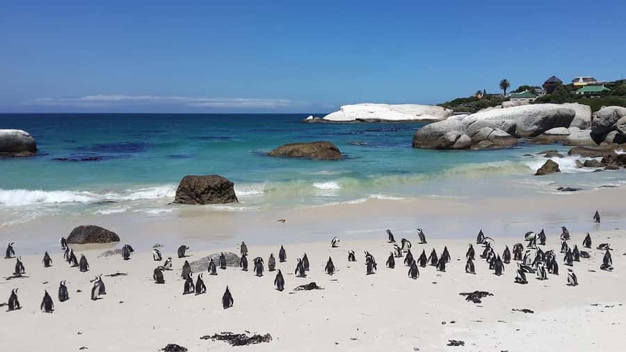 Cape Town: Full-Day Cape Peninsula Tour & Penguin Beach - Cape of Good Hope Nature Reserve and Cape Point: Currents, Animals, and Options
