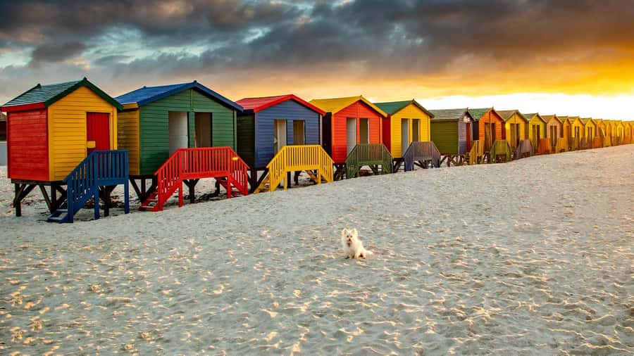 Cape Town: Full-Day Cape Peninsula Tour with Transfers - Hout Bay and Chapman’s Peak Drive: photo stops that actually earn their time