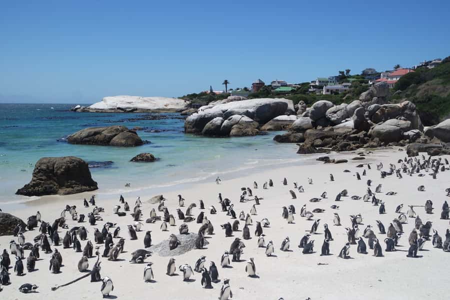 Cape Town: Full-Day Cape Peninsula Tour with Transfers - Kirstenbosch Botanical Gardens: the green reset you didn’t know you needed