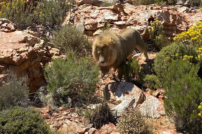 Cape Town Full Day Private Aquila Game Reserve Big 5 Safari - Key highlights before you go