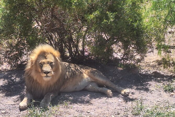 Cape Town Full Day Private Aquila Game Reserve Big 5 Safari - Aquila Private Game Reserve: Big Five country just outside Cape Town