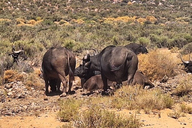 Cape Town Full Day Private Aquila Game Reserve Big 5 Safari - Breakfast and lunch on safari, plus the wetland bird bonus