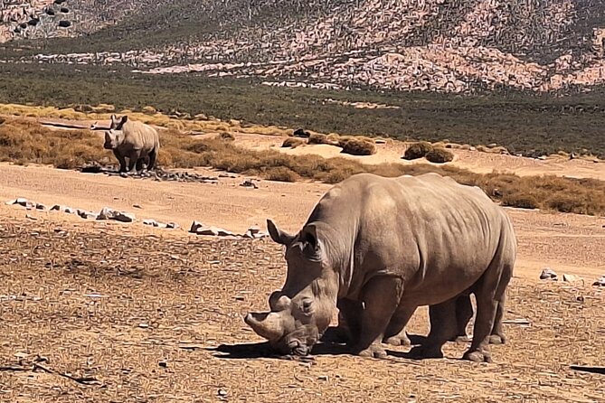 Cape Town Full Day Private Aquila Game Reserve Big 5 Safari - Comfort perks that make the day easier to handle