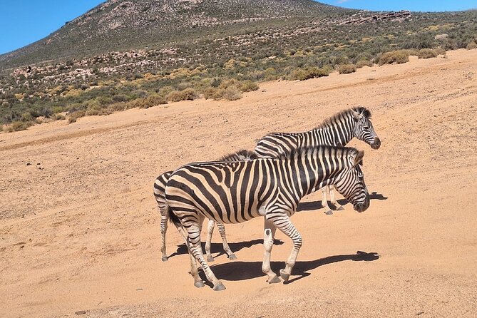 Cape Town Full Day Private Aquila Game Reserve Big 5 Safari - Wildlife expectations: what you are most likely to see