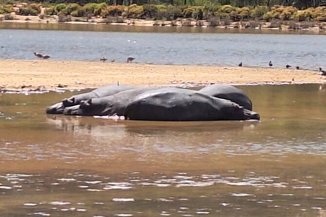 Cape Town Full Day Private Aquila Game Reserve Big 5 Safari - Price and value: is $338.92 per person worth it?