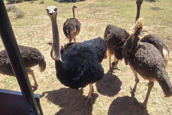 Cape Town Full Day Private Aquila Game Reserve Big 5 Safari - Who this Cape Town to Aquila safari fits best