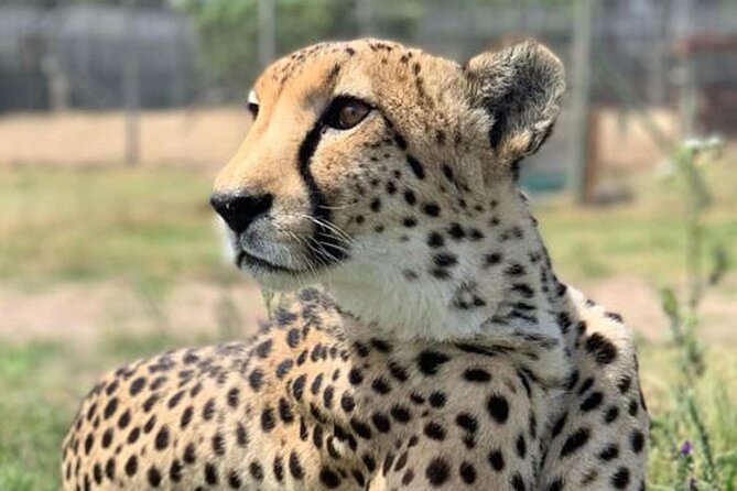 Cape Town Full Day Private Aquila Game Reserve Big 5 Safari - The open-air 4x4 game drive: how the safari time works