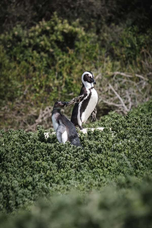 Cape Town: Full-Day Private Peninsula Tour - Hout Bay choices: Seal Island, seafood, or Noordhoek coffee