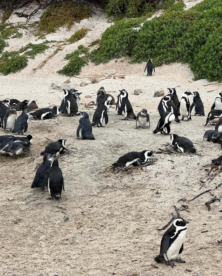 Cape Town: Full-Day Private Peninsula Tour - Optional Kirstenbosch Botanical Gardens if you have time