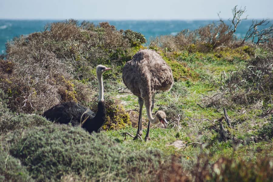 Cape Town: Full-Day Private Peninsula Tour - Included versus not included: what you should budget for