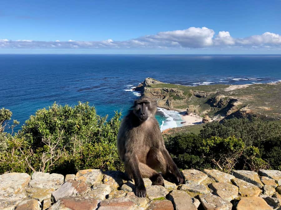 Cape Town: Full-Day Private Tour with Cape Point & Penguins - Key Points Before You Go